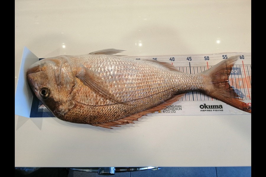 Larry Temperley caught this 54.5cm Snapper at Marsden Cove during The Export NZ Fishing Competition