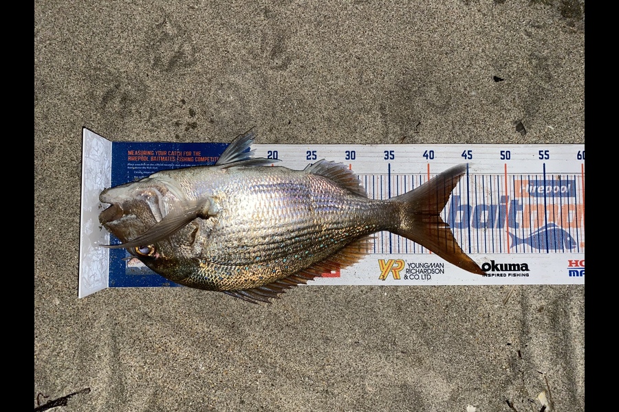 Cole Edwardson caught this 41.0cm Snapper at Waipu during The Export NZ Fishing Competition