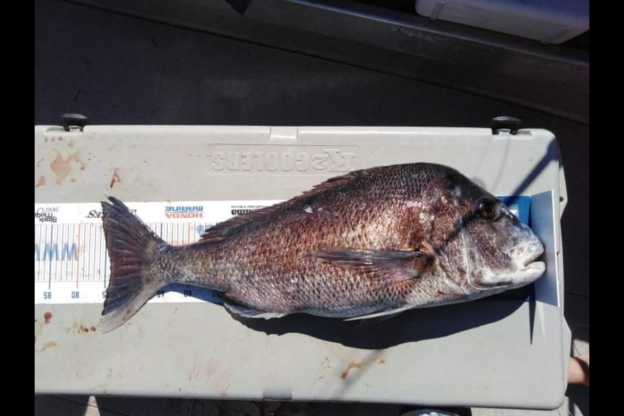 Steven King caught this 74.0cm Snapper at Te ngaere during The Export NZ Fishing Competition