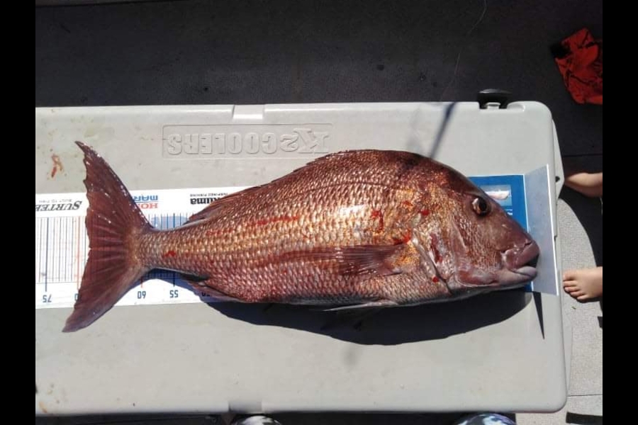 Steven King caught this 68.5cm Snapper at Te ngaere during The Export NZ Fishing Competition