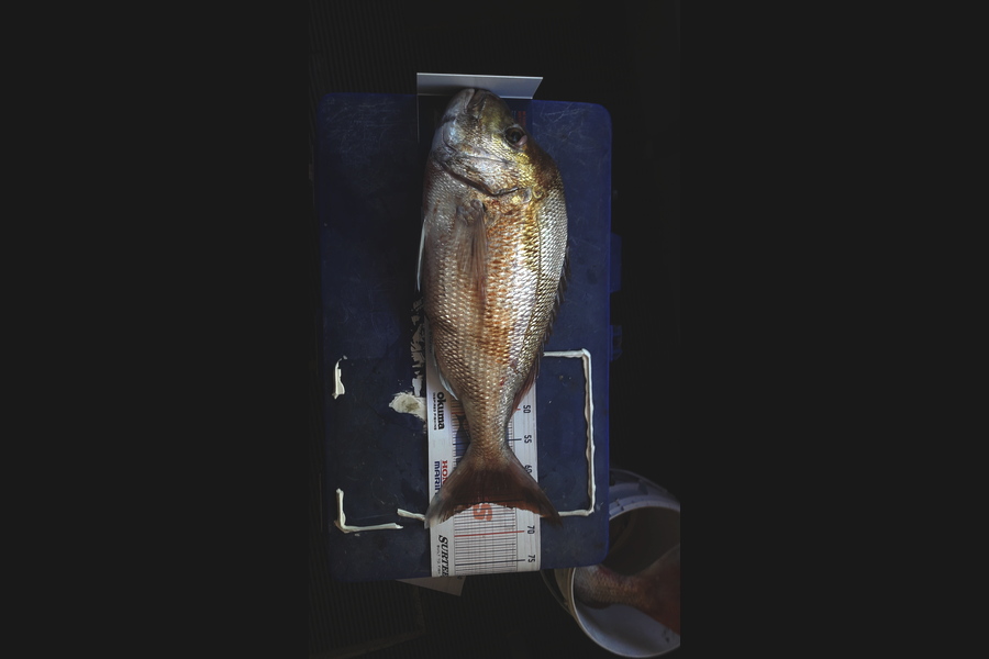 Andrew Skinner caught this 65cm Snapper at Raglan during The Export NZ Fishing Competition