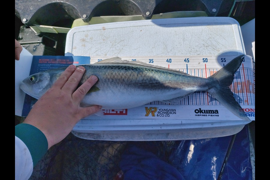 Phillip Ryan caught this 55.5cm Kahawai at Tiri during The Export NZ Fishing Competition
