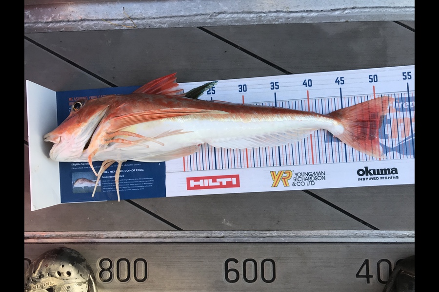David Monagan caught this 50cm Gurnard at Pourerere  during The Export NZ Fishing Competition