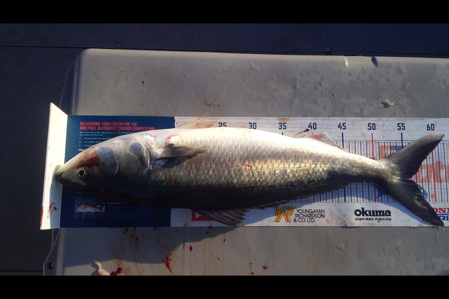 Steven King caught this 56.0cm Kahawai at Te ngaere during The Export NZ Fishing Competition