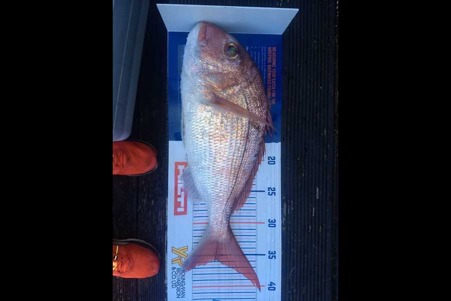 Rui Ganho caught this 35.5cm Snapper at Noises during The Export NZ Fishing Competition
