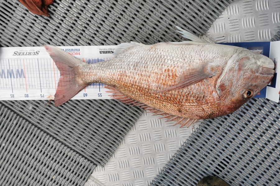 Hayden Markham caught this 68cm Snapper at Waitara during The Export NZ Fishing Competition