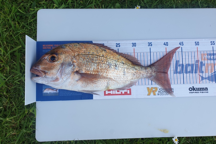 Amber Gray caught this 40cm Snapper at Tairua - Strikezone Charter during The Export NZ Fishing Competition