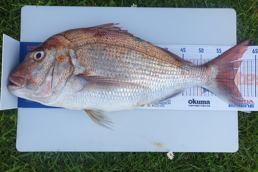Amanda Gray caught this 59cm Snapper at Tairua - Strikezone Charter during The Export NZ Fishing Competition