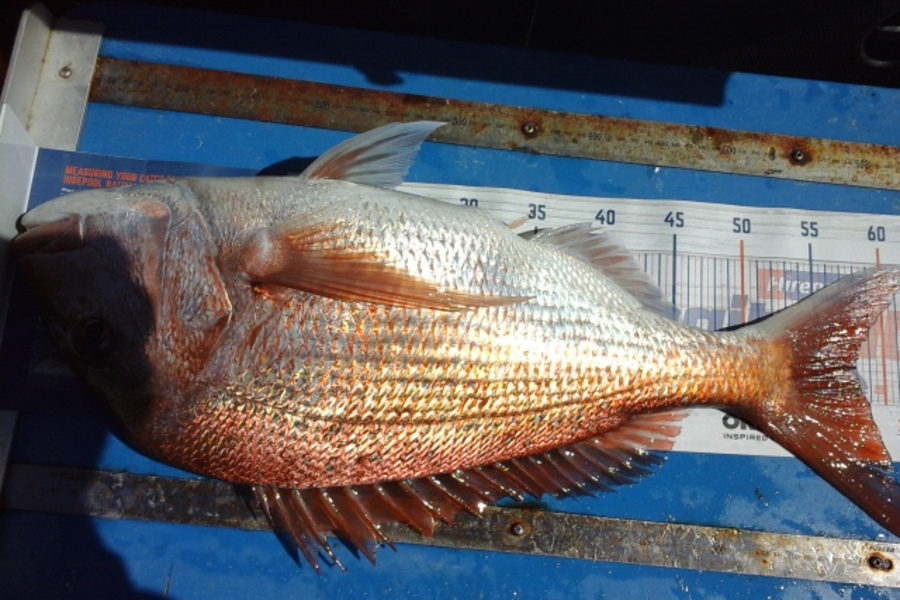 craig Smith caught this 58cm Snapper at Little Barrier  during The Export NZ Fishing Competition