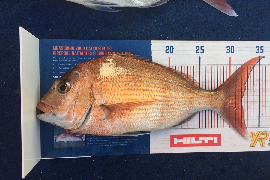 Carey Gordon caught this 32cm Snapper at Tauranga  during The Export NZ Fishing Competition