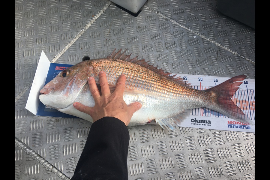 Richard Lorraway caught this 59.5cm Snapper at Tiri during The Export NZ Fishing Competition