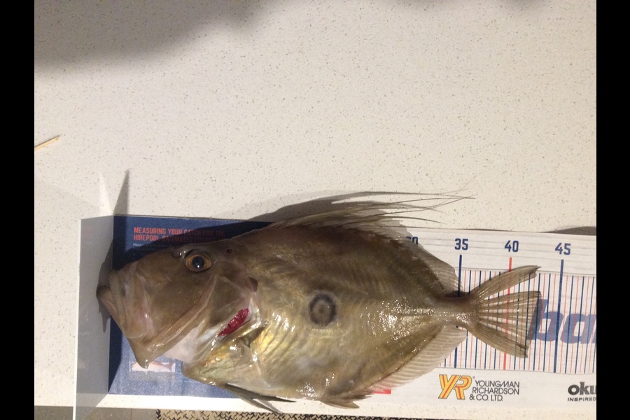 Jannene Stermi caught this 43.5cm John Dory at Hauraki gulf during The Export NZ Fishing Competition
