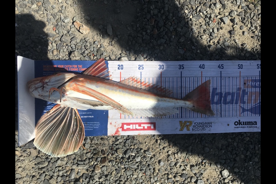 Finlay  Main caught this 42.5cm Gurnard at Wellington  during The Export NZ Fishing Competition