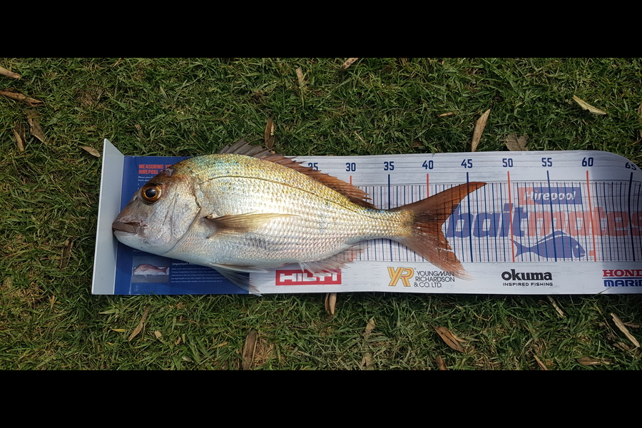 Darren Nunn caught this 41.5cm Snapper at Coromandel  during The Export NZ Fishing Competition