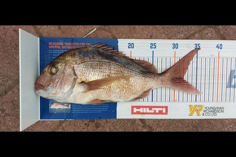 Troy Rae-Royle caught this 32.0cm Snapper at North Shore during The Export NZ Fishing Competition