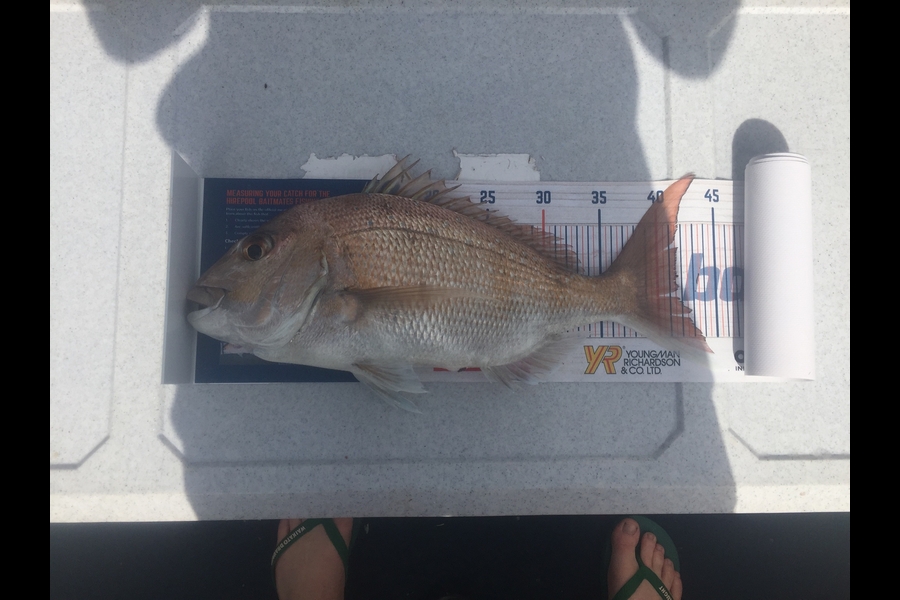 Jeffrey Rich caught this 41.5cm Snapper at Coromandel  during The Export NZ Fishing Competition