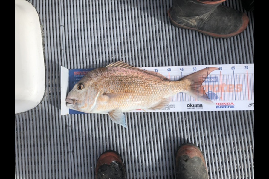 Joshua Talsma caught this 52.5cm Snapper at Forth of Thames during The Export NZ Fishing Competition