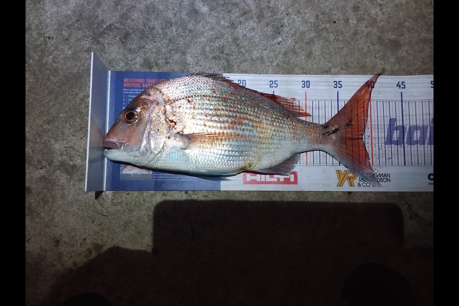 Darren  Lindsay  caught this 38.5cm Snapper at The Naki during The Export NZ Fishing Competition