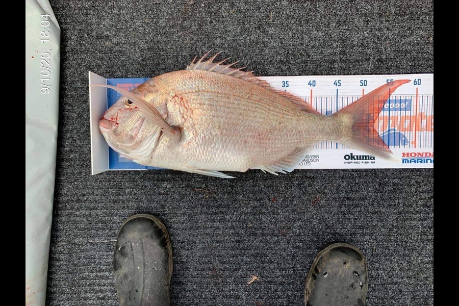 Curtis Searancke caught this 52.0cm Snapper at White Cliffs during The Export NZ Fishing Competition