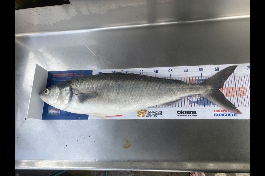 Corey Proffit caught this 60cm Kahawai at Mokau during The Export NZ Fishing Competition