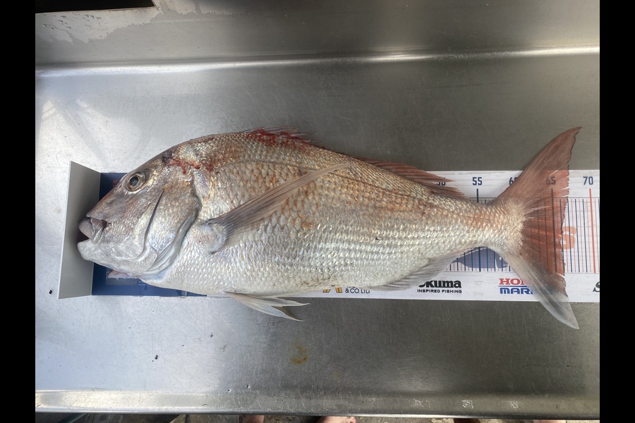 Corey Proffit caught this 66cm Snapper at Mokau during The Export NZ Fishing Competition