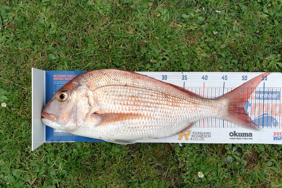 Dennis McLeod caught this 50cm Snapper at Whitianga during The Export NZ Fishing Competition