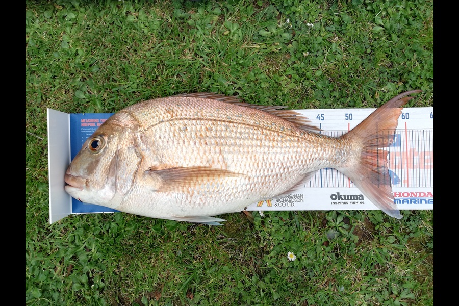 Karen Moffatt-McLeod caught this 56.5cm Snapper at Whitianga during The Export NZ Fishing Competition