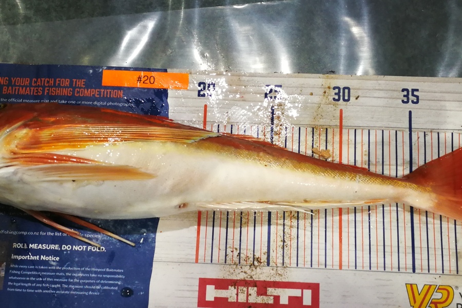 Leigh Page caught this 41cm Gurnard at Wellington harbour during The Export NZ Fishing Competition
