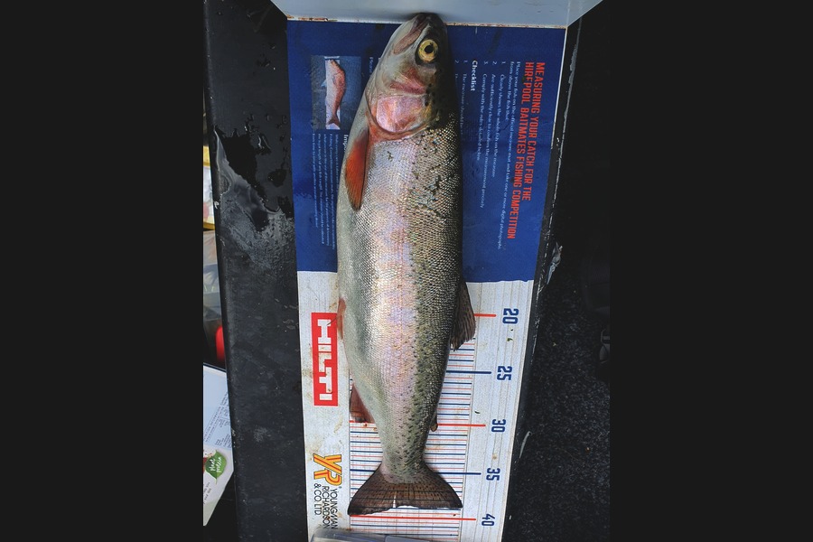Ben Cullen caught this 38.5cm Trout at Waikato during The Export NZ Fishing Competition