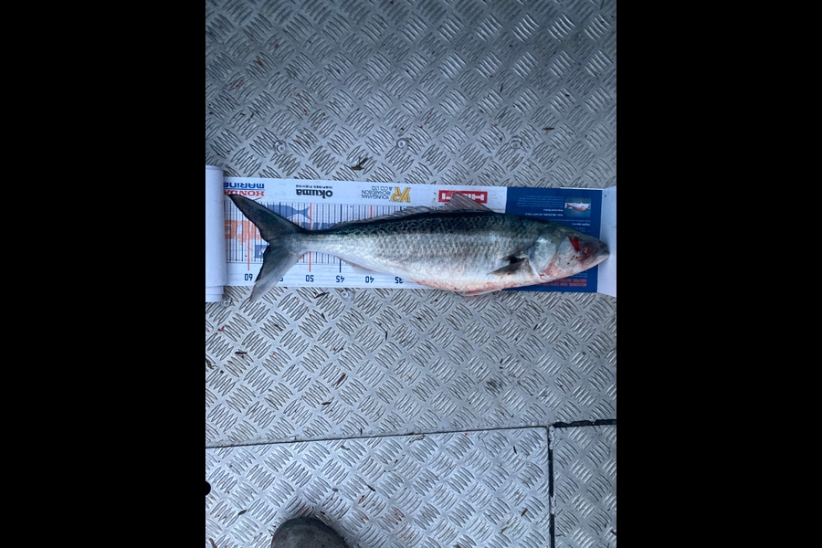 Mike Adgo caught this 56.5cm Kahawai at Mana during The Export NZ Fishing Competition