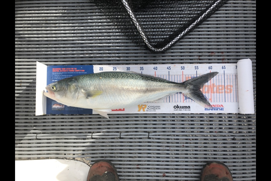 Joshua Talsma caught this 56.0cm Kahawai at Firth of Thames  during The Export NZ Fishing Competition