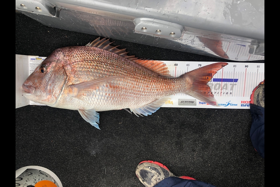 Ryan Hulse caught this 73.5cm Snapper at Bream Bay during The Export NZ Fishing Competition