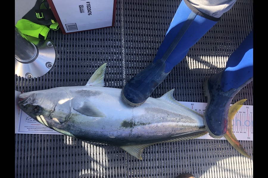 Ryan Hulse caught this 101.0cm Kingfish at Houhora during The Export NZ Fishing Competition