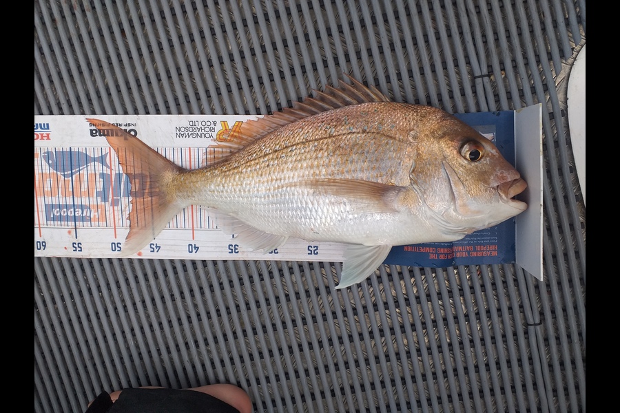 James Richardson caught this 47.5cm Snapper at Firth of Thames during The Export NZ Fishing Competition