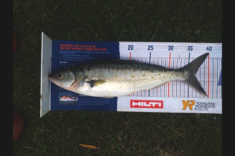 James Richardson caught this 36.5cm Kahawai at Firth of Thames during The Export NZ Fishing Competition