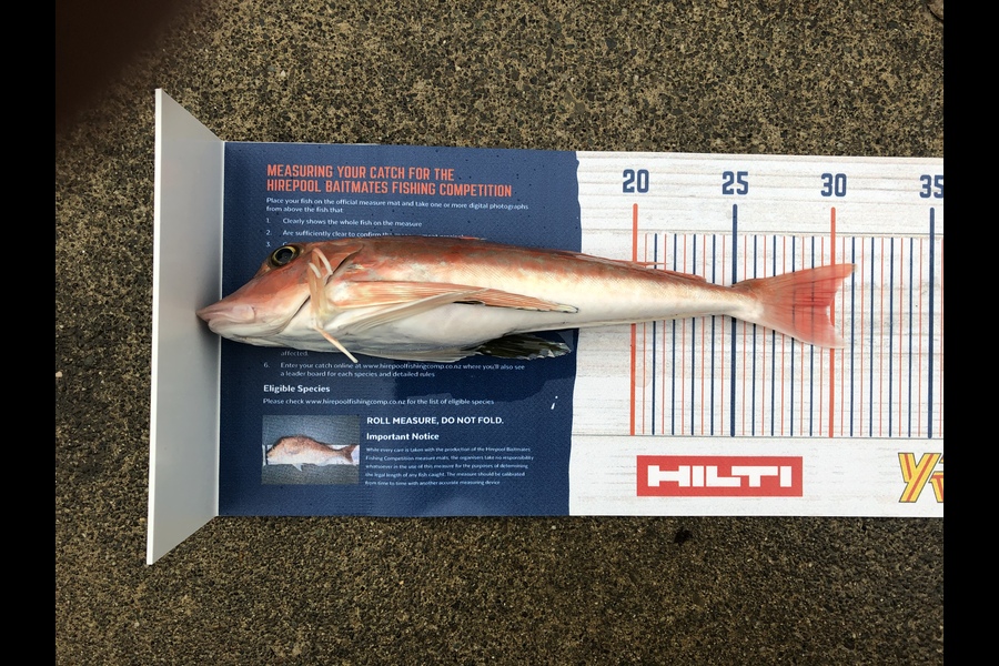Chris Meek caught this 29.5cm Gurnard at Tasman bay during The Export NZ Fishing Competition