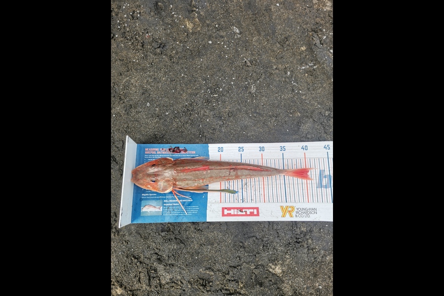 Andre Zowitzkey caught this 40.0cm Gurnard at Wattle Bay  during The Export NZ Fishing Competition
