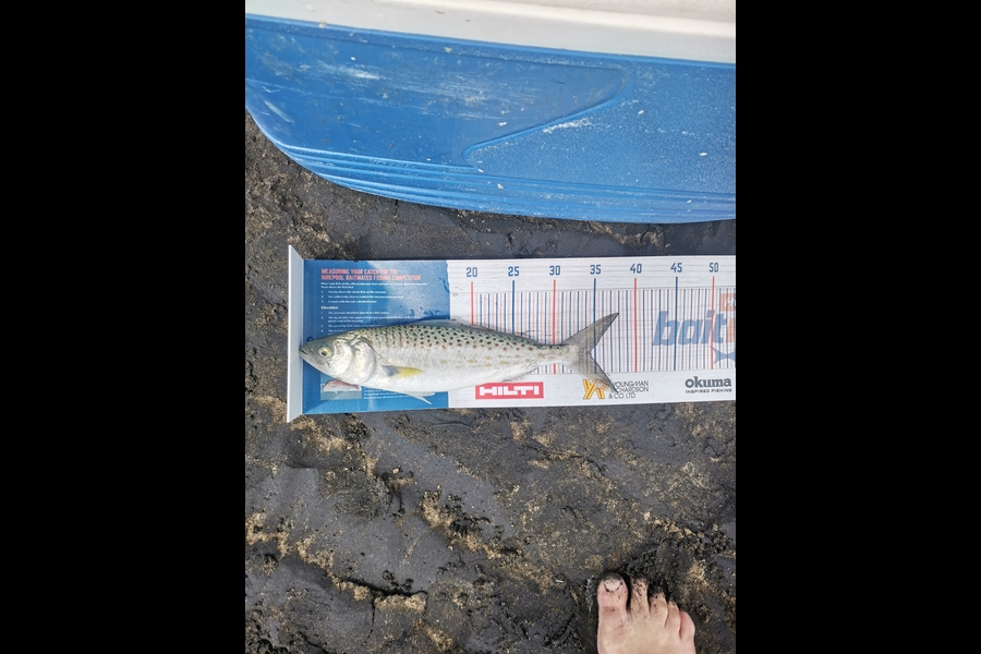 Andre Zowitzkey caught this 34.5cm Kahawai at Wattle Bay  during The Export NZ Fishing Competition