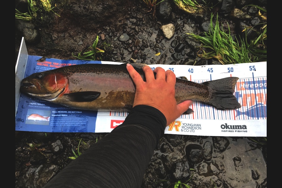 Gabriel Vilgalys caught this 50cm Trout at Whakatane  during The Export NZ Fishing Competition