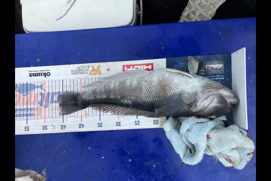 Rai Leota caught this 45.5cm Blue Cod at Canterbury during The Export NZ Fishing Competition