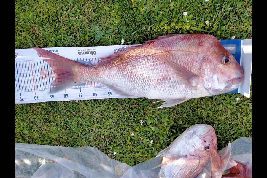 Terry Tanga caught this 62.0cm Snapper at Coromandel during The Export NZ Fishing Competition