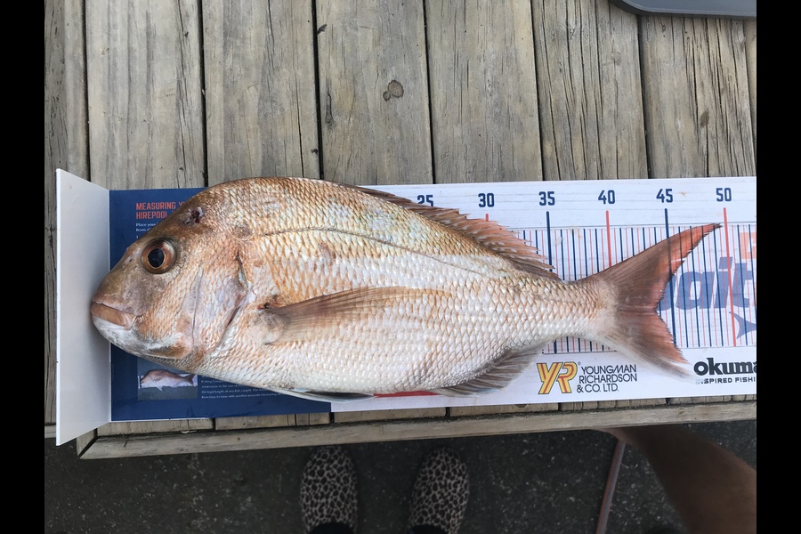 Joel Claydon caught this 43cm Snapper at Firth  during The Export NZ Fishing Competition
