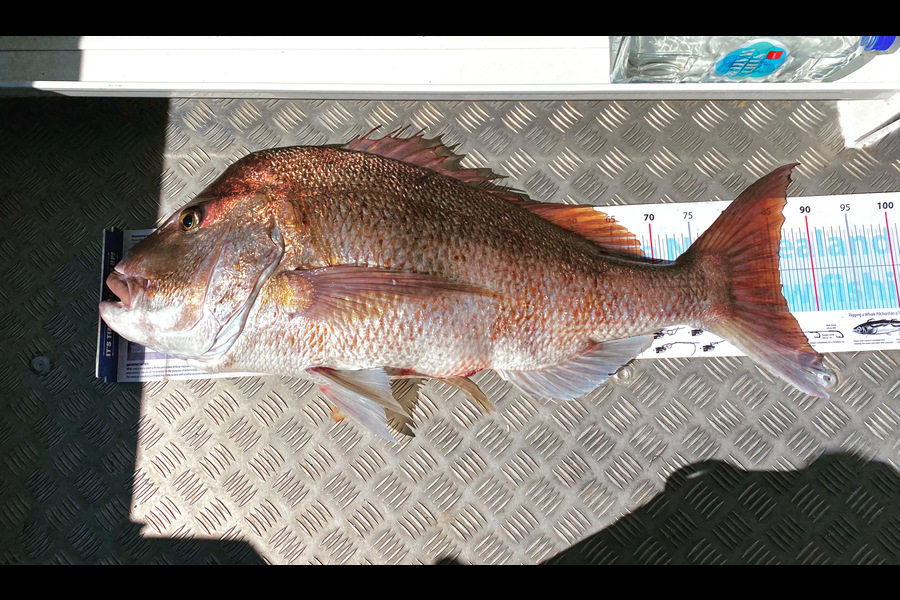 Tim Rickards caught this 85.5cm Snapper at Mokes during The Export NZ Fishing Competition