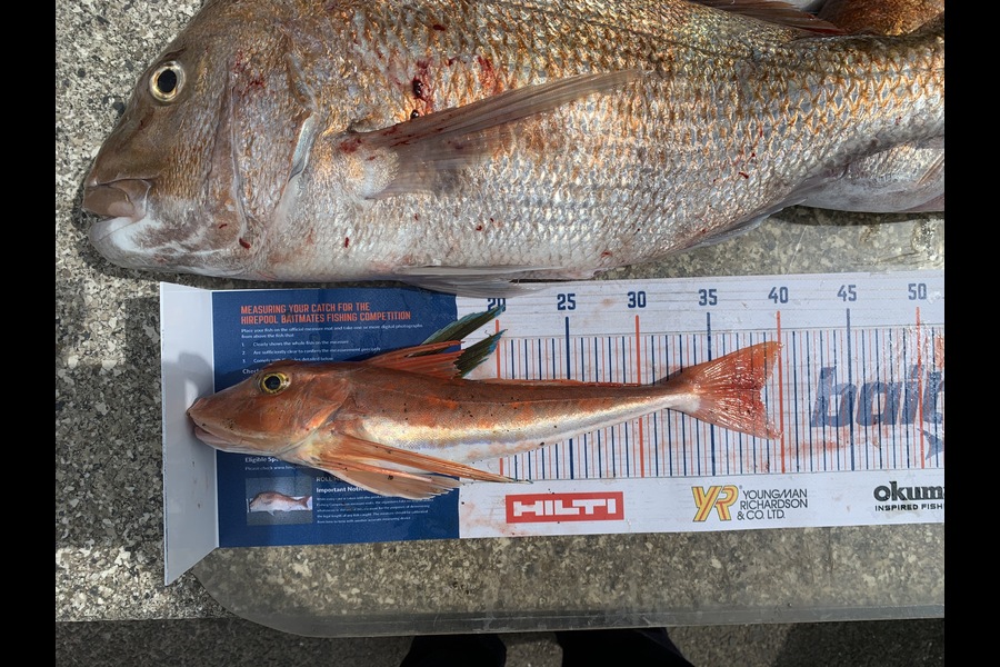 Andre Stickling caught this 38.5cm Gurnard at Raglan during The Export NZ Fishing Competition