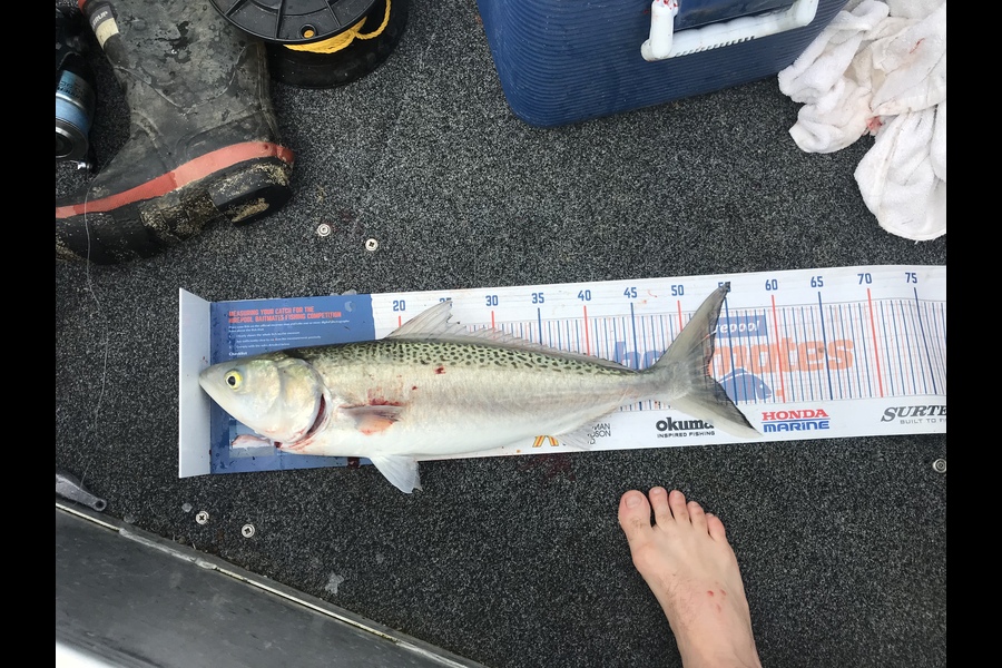 Daniel Hunt caught this 52cm Kahawai at Manukau harbour  during The Export NZ Fishing Competition