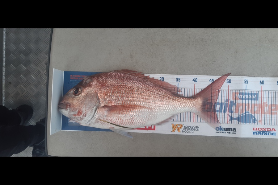 Russell Blomquist caught this 46cm Snapper at Whangarei during The Export NZ Fishing Competition