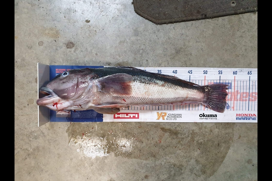 Luke Bryant  caught this 57cm Blue Cod at Makara during The Export NZ Fishing Competition