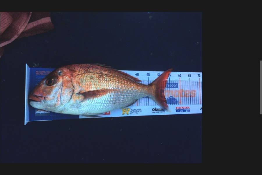 Elliot Gordon caught this 52cm Snapper at Tauranga during The Export NZ Fishing Competition