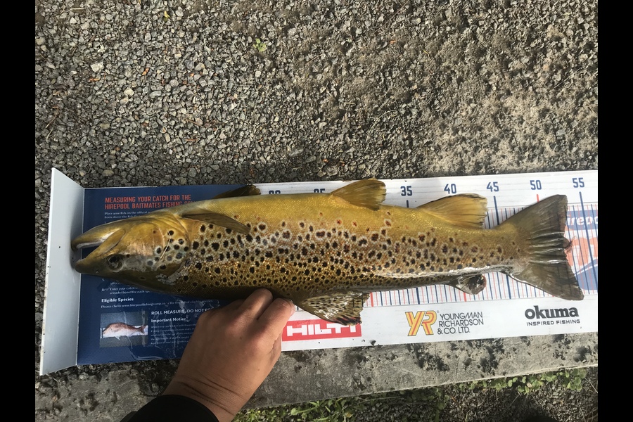 Gabriel Vilgalys caught this 52.5cm Trout at Tauranga  during The Export NZ Fishing Competition