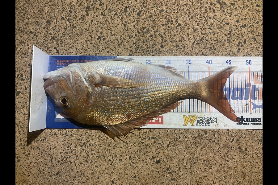 Melissa Mobbs caught this 43.5cm Snapper at Pauanui  during The Export NZ Fishing Competition